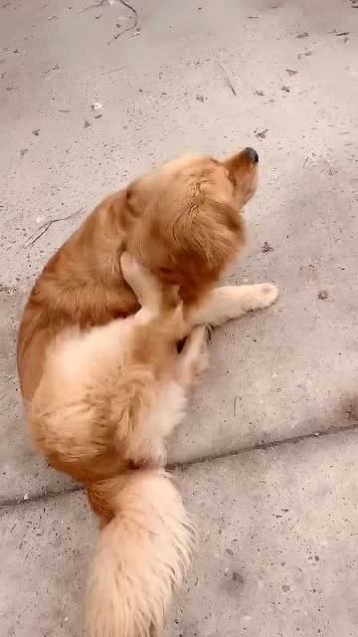 狗子:脑袋痒痒,我来挠会儿!_腾讯视频