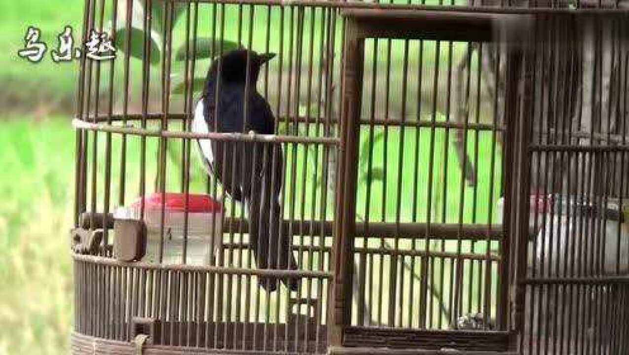 四喜鸟又叫猪屎渣名字难听叫声却很好听