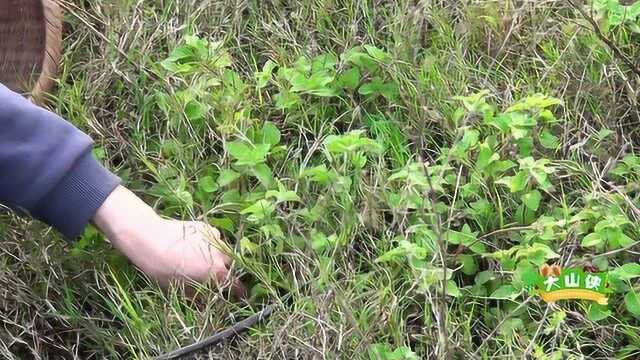 农村常见的野薄荷,天气炎热,泡茶最好