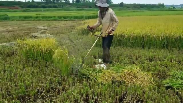 原来割稻谷还可以这样操作,效率比用镰刀快5倍