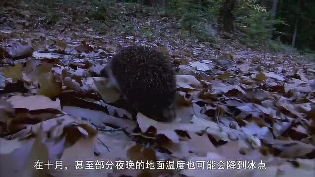 刺猬的一年:刺猬因没有找到足够食物,将觅食期延长,这很危险的