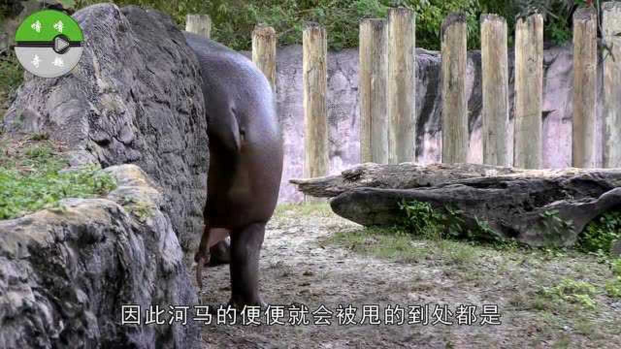 实拍河马拉粑粑用尾巴扫的满天飞杀伤力忒大