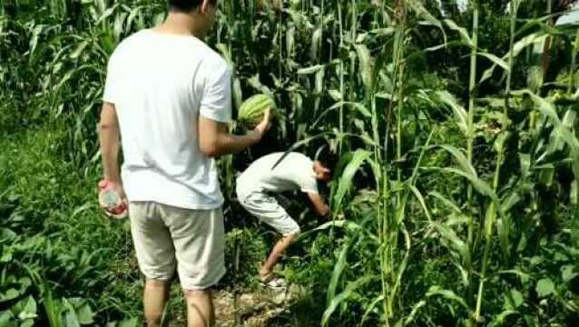 小伙去大山探望好友,参观果园时居然发现了野西瓜,最后却...