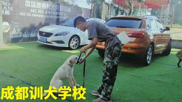 成都德恩训犬学校