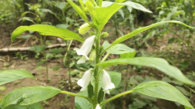 芝麻花也能治病?厉害了!或许能帮到你哦!