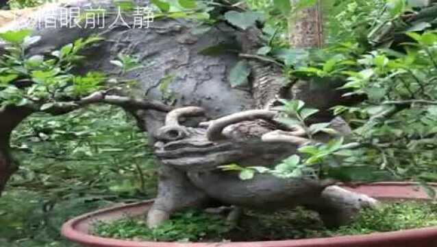 民间盆景艺人制作的一棵“龙形”老桩榆树盆景,造型逼真优美别致