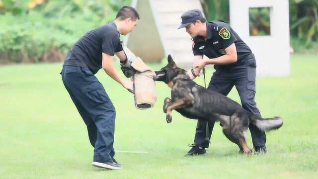 佛山:亲子夏令营走进警犬训练基地