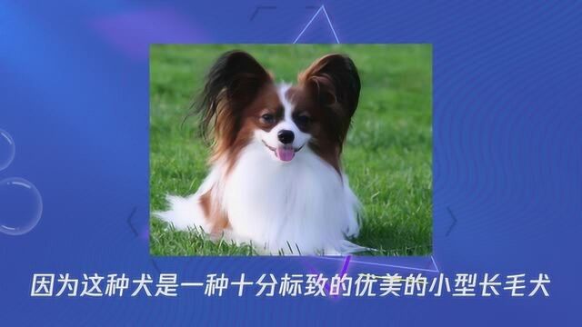 蝴蝶犬的性格特征