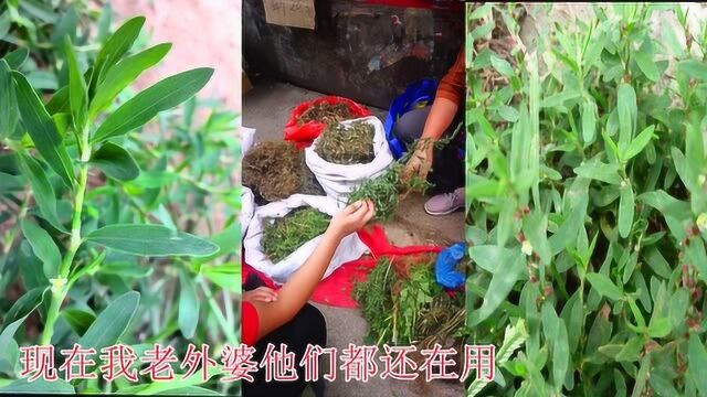 这棵草草到底多见还是少见,对疳积效果好?看看你家那里有吗