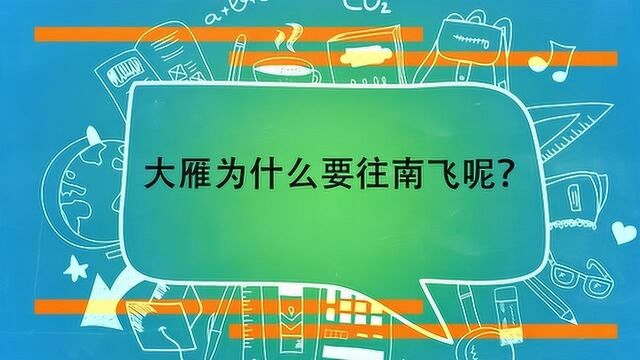 大雁为什么要往南飞呢?