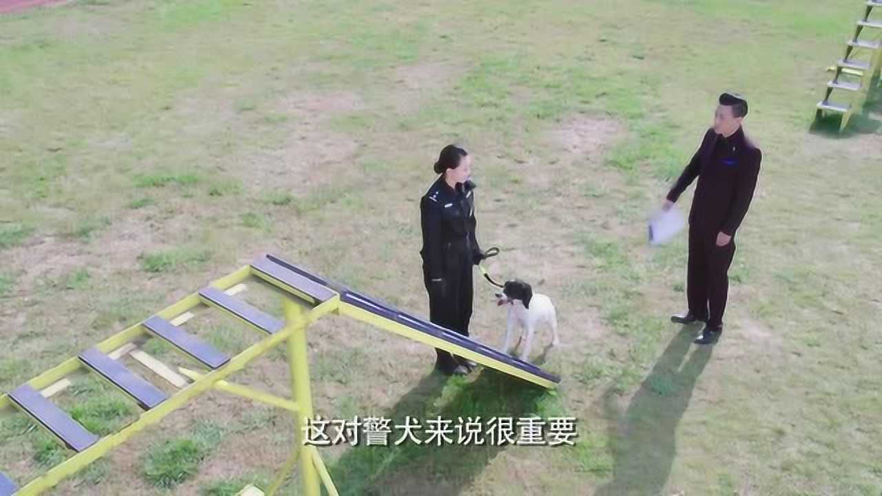 警花与警犬李姝寒与倪娜互换警犬结果第一天训练就错误频出