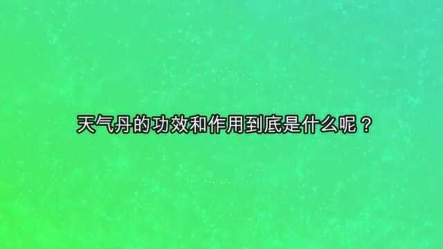 天气丹的功效和作用到底是什么呢?