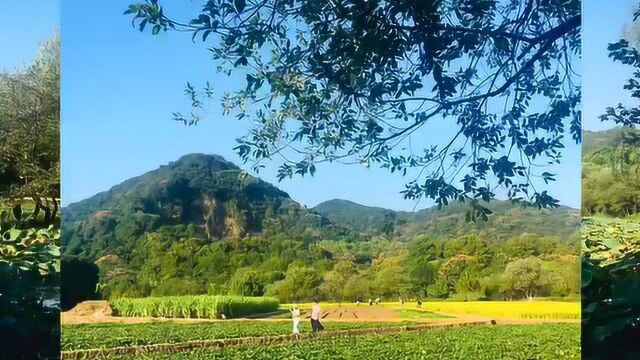 杭州冷门美丽景点:八卦田,体验皇家菜地,免门票亲子游的好去处