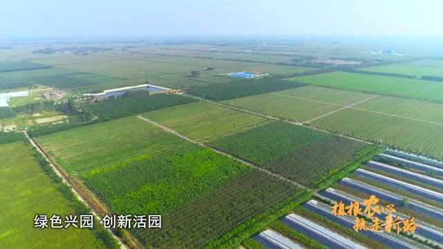 东大洼省级现代农业示范园区高质量发展纪实