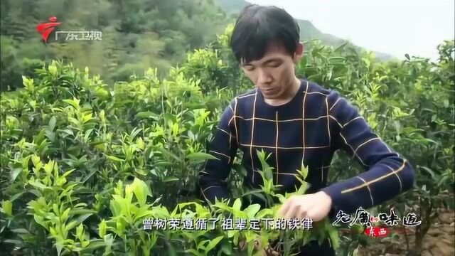 潮州凤凰山濒临东海,优越的环境,孕育出宋种茶王单枞茶