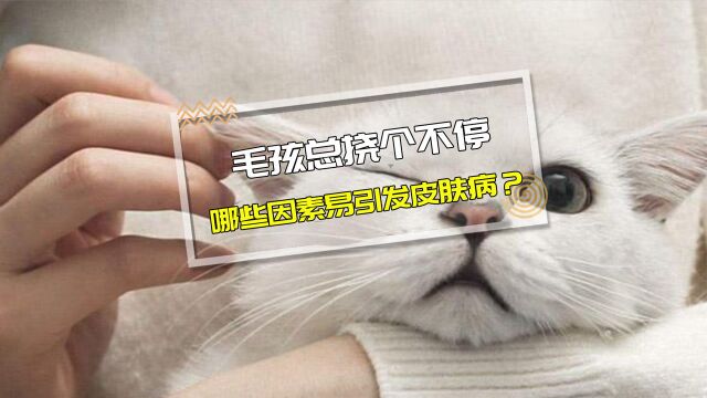 【医知宠】哪些因素会引发毛孩患皮肤病?铲屎官的失职是主要原因