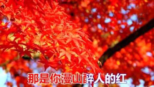 一首情歌《摘一枚红叶寄相思》好听极了