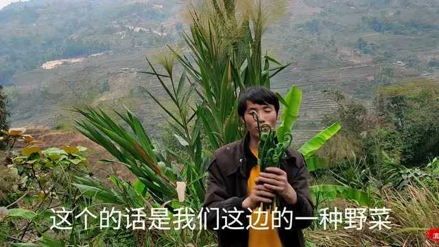 地里的也蕨菜有很多种,看看这种你有吃过吗,这是农村人才有的回忆!