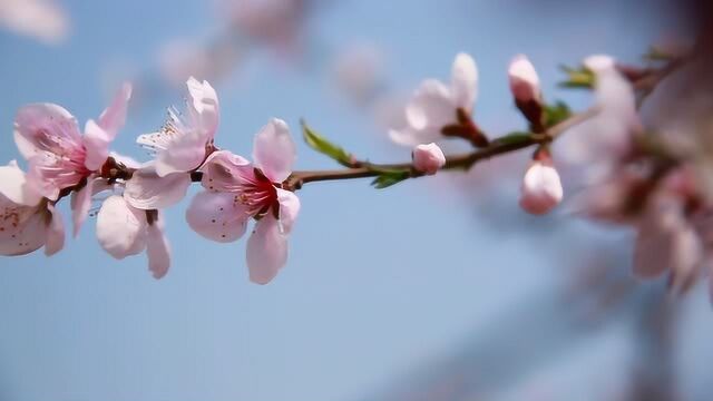 一起去看花吧