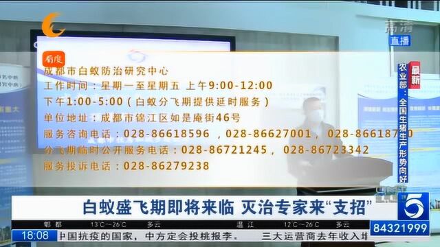 白蚁盛飞期即将来临,灭治专家来“支招”,白蚁虽小,危害重大