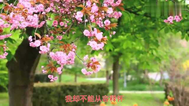 一曲经典的《再见了我的爱》回忆满满,嗓音独特,很喜欢