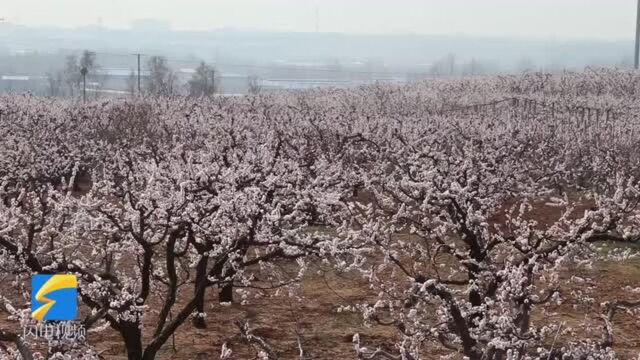 68秒丨来赏杏花!临沂市平邑县卞桥镇百亩杏花次第开放