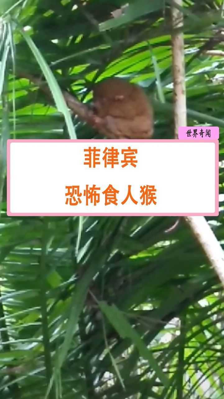 菲律宾的恐怖食人猴,曾有五人遇难_腾讯视频
