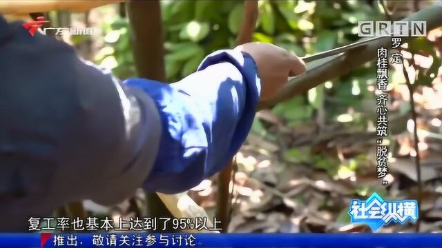 罗定肉桂飘香 齐心共筑“脱贫梦”