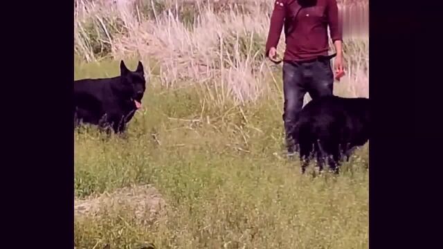 偶遇了几条纯黑德牧犬,这狗有多少人见过,据说一条价值好几万元