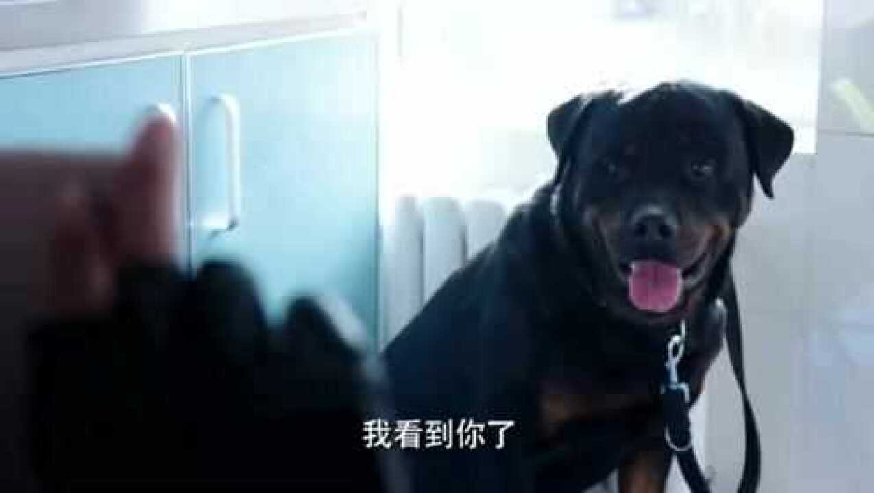 警花与警犬妞妞六亲不认姝寒拿来杜队的视频看完它就不闹了