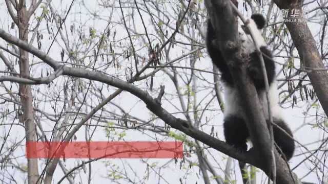 一分钟带你认识“秦岭大熊猫”