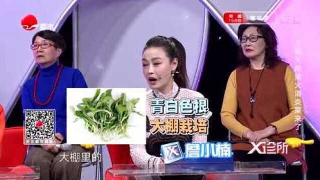 马兰头竟春天里的天然消炎药?专家力荐,它有这些效果