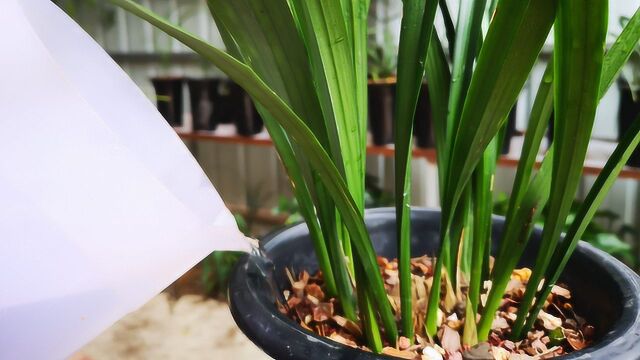 给兰花浇水,不注意这2点,也会出现浇“半截水”的情况