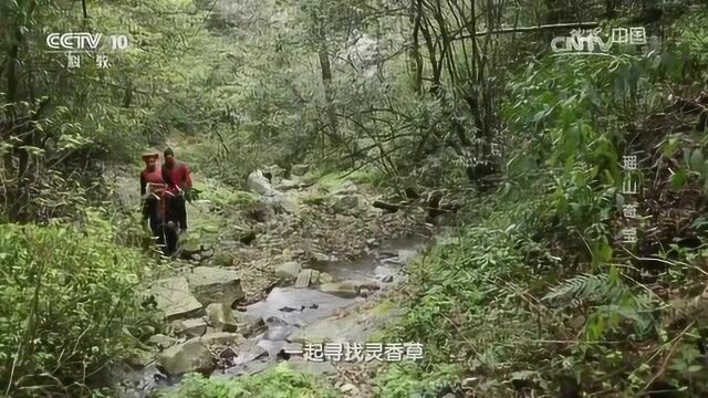 地理中国瑶山奇宝,进山采药,一起寻找芸香草