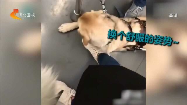 脚脚借我枕一会儿!导盲犬地铁上“误操作”,萌翻广大网友