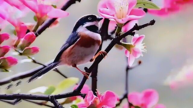 《鸟儿对花儿说》崔立伟演唱,旋律轻快好听