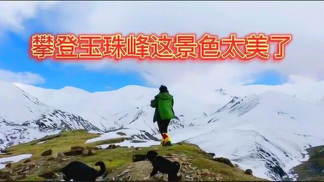 徒步西藏,攀爬玉珠峰,让你们看看这雪莲花幼苗