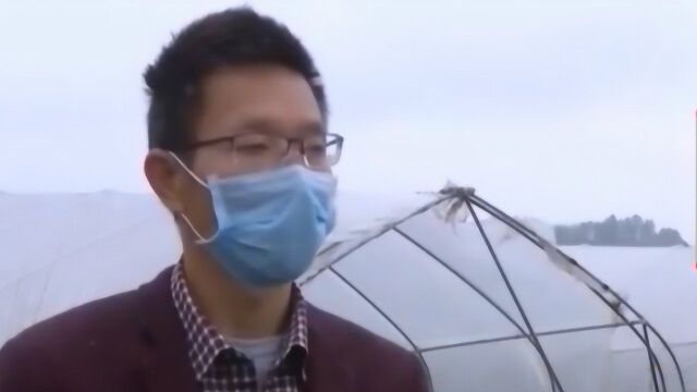 近百亩的西瓜基地改种姑娘果 土壤适应性更强 具有更高的价值