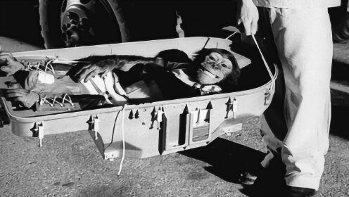 1957年，一只黑猩猩被送上太空并安全回到地面，回到地面就怪事不断