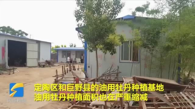 问政山东 | 牡丹产业规划成空文 千亩油用牡丹将被铲除