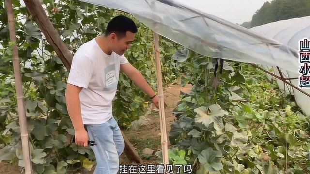 山西夏乐哈密瓜大丰收,糖度竟然高达18,比新疆哈密瓜还好吃