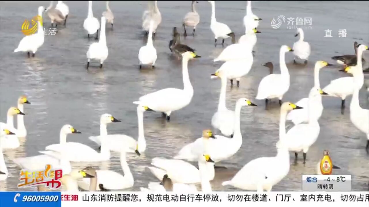 东明黄河滩:天鹅栖息盘旋,生机满满,跟随镜头欣赏生态美景