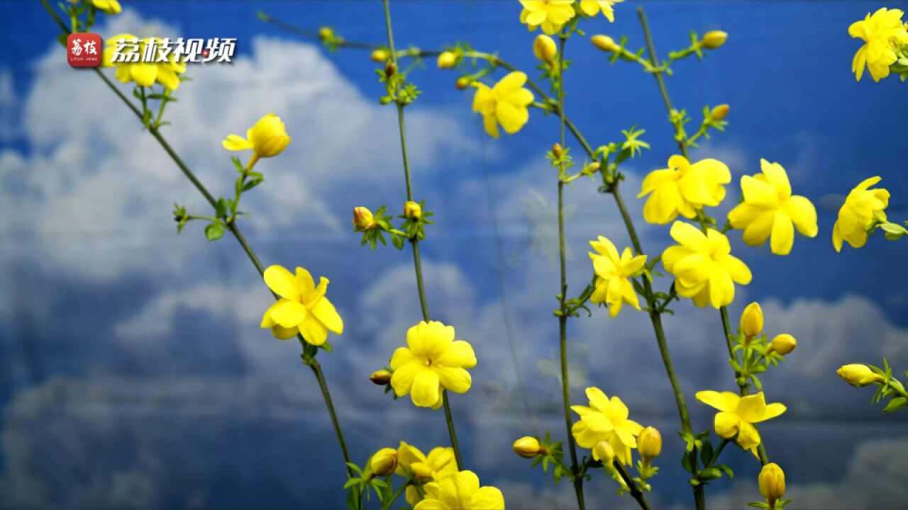 金黄点点!延时摄影记录野迎春绽放