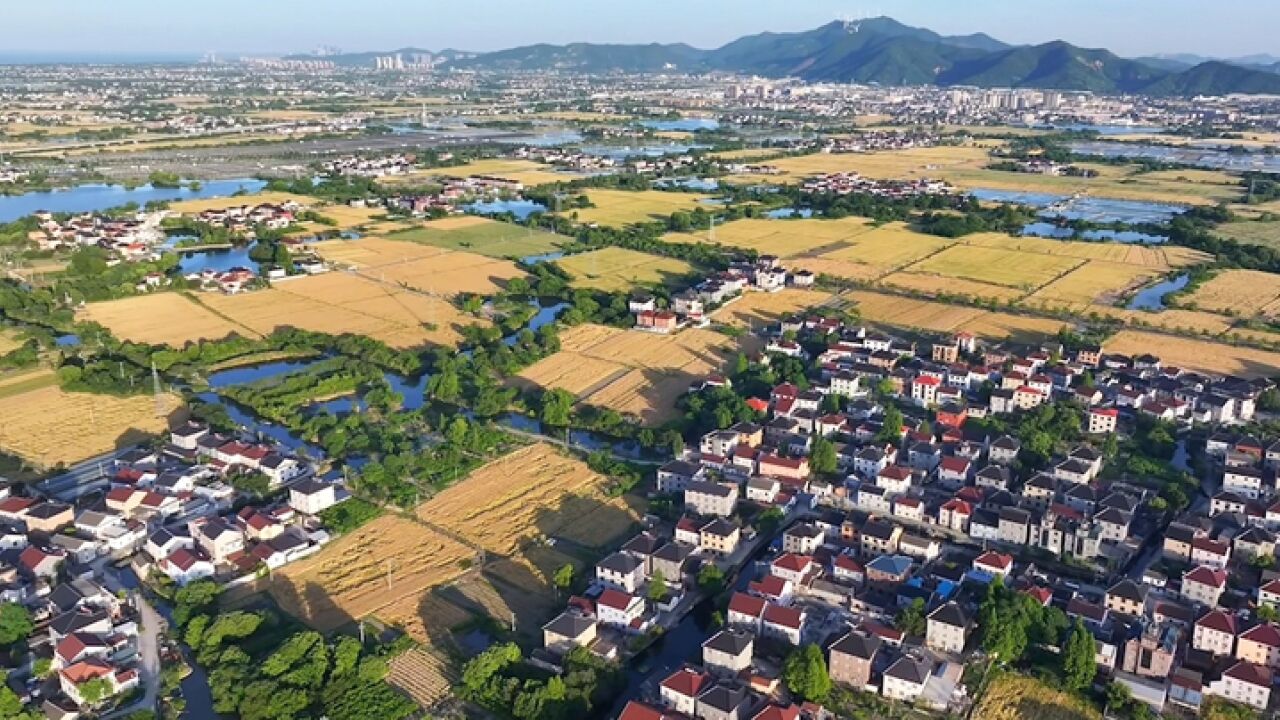 风吹麦浪!浙江长兴千亩小麦即将开镰收割