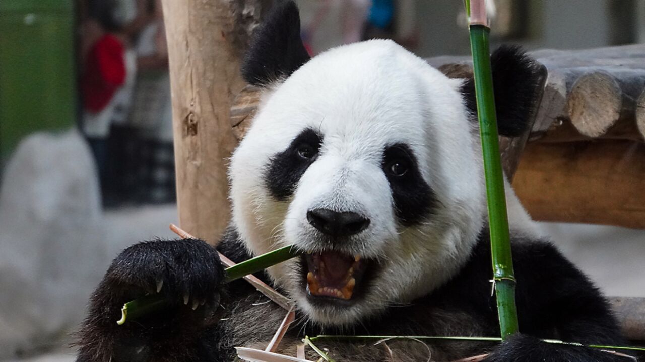 天呐!迈迈整起活来一点也不输灵岩!