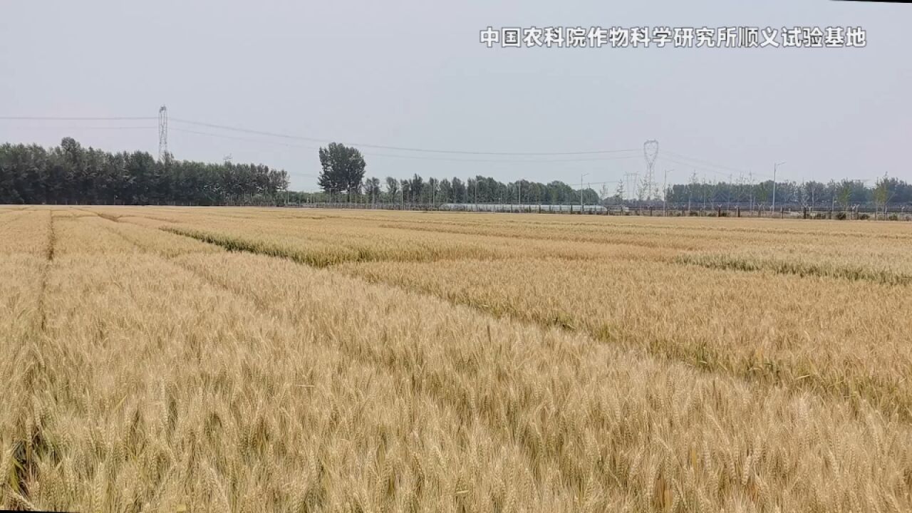 今日芒种,风吹麦成浪!中国农科院作物科学研究所试验基地已是片片金黄