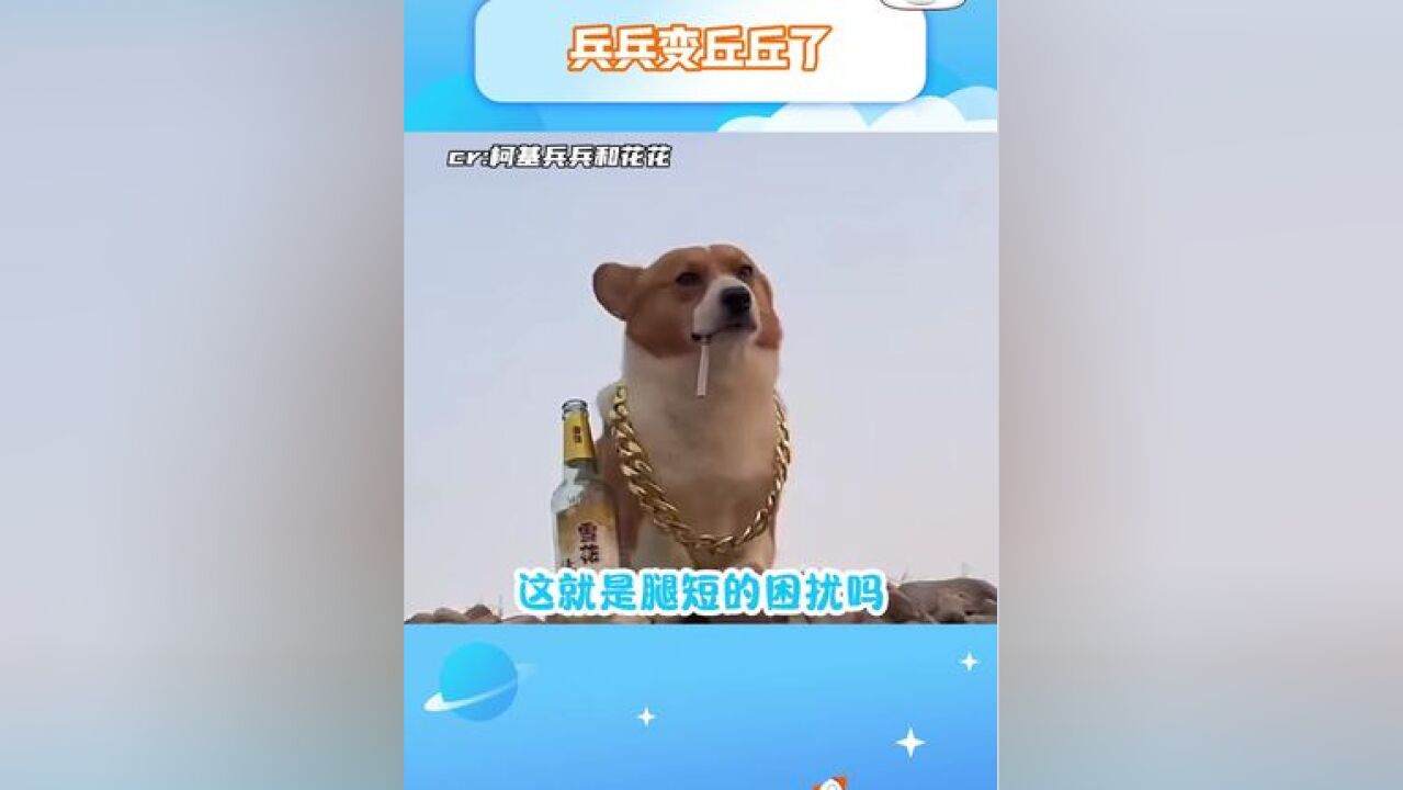 上网你甚至能看到柯基自己给自己做绝育