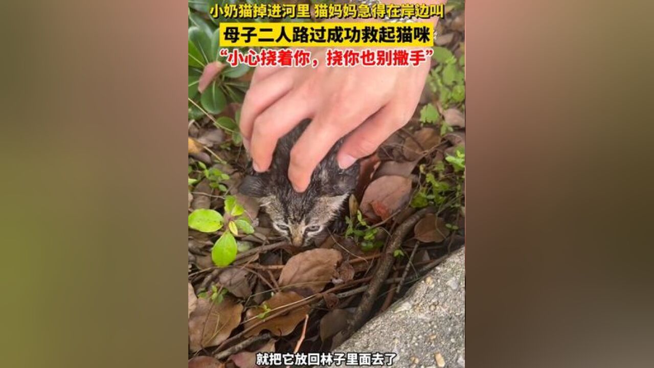 “小心挠着你,挠你也别撒手”小奶猫掉进河里 猫妈妈急得在岸边叫,母子二人路过成功救起猫咪#猫咪 来源: