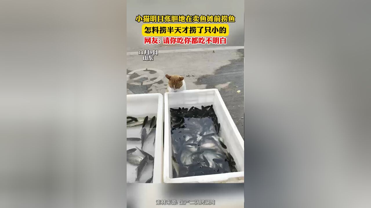 小猫明目张胆地在卖鱼摊前捞鱼,怎料捞半天才捞了只小的