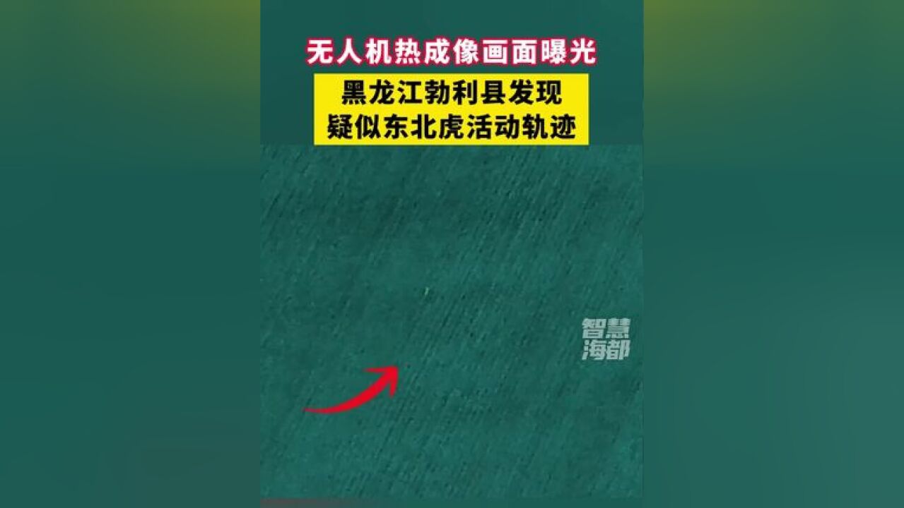 无人机热成像画面曝光!黑龙江勃利县发现疑似东北虎 活动轨迹